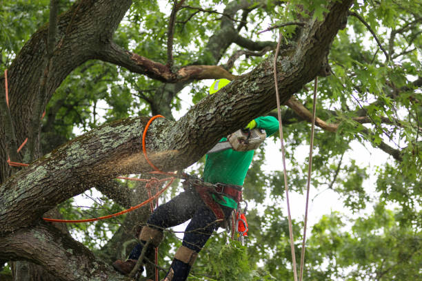 Best Tree Maintenance Programs  in Pembroke Park, FL