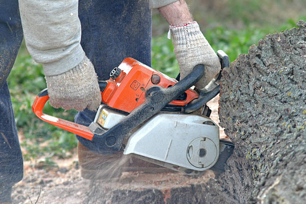 Best Tree Removal Service  in Pembroke Park, FL